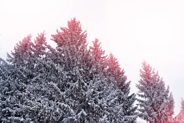 Bosque en la helada. Paisaje invernal. Árboles cubiertos de nieve. — Foto de Stock