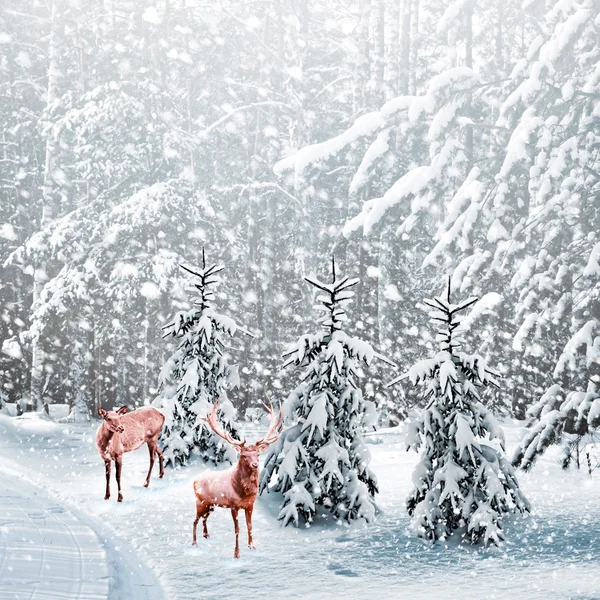 霜の中の森。冬の風景。雪に覆われた木 — ストック写真