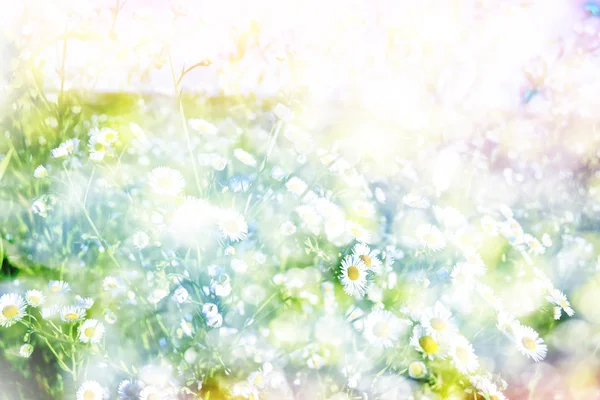 Дикі квіти ромашки. Літній пейзаж. білі квіти ромашки — стокове фото