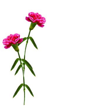 çiçekler karanfil buketi.