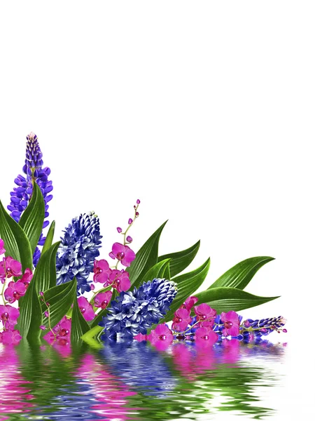 Blue lupines beautiful flowers on a white background — Stock Photo, Image
