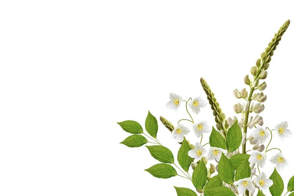 Люпин красивые цветы на белом фоне — стоковое фото