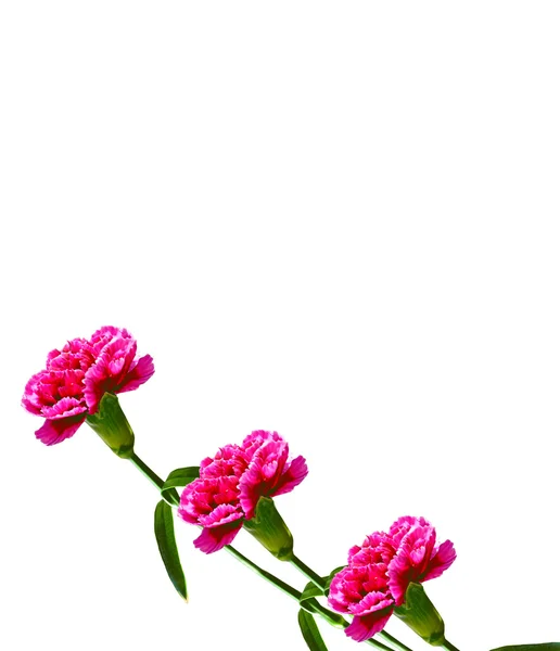 Bukett blommor nejlika. — Stockfoto