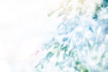  Donmuş orman. Kış manzarası. Karla kaplı ağaçlar. 