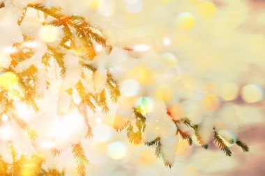  Donmuş orman. Kış manzarası. Karla kaplı ağaçlar. 