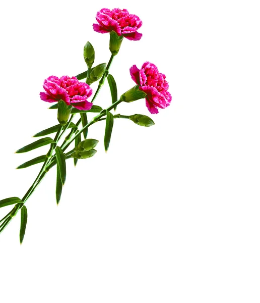 Bouquet of flowers carnation. — Stock Photo, Image
