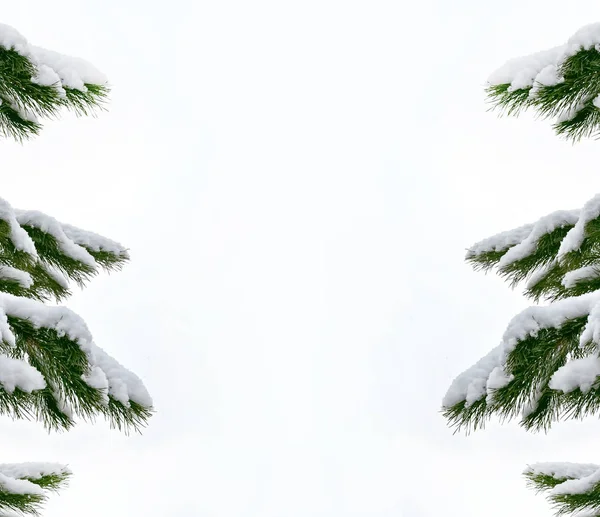 Bos in de vorst. Winterlandschap. Met sneeuw bedekte bomen. — Stockfoto