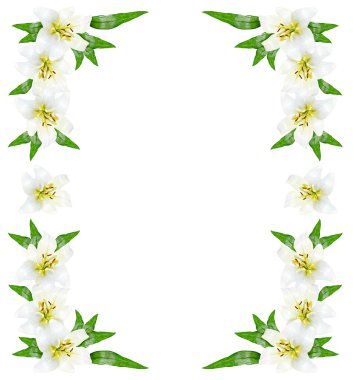 Çiçek zambağı beyaz arkaplanda izole edildi. 