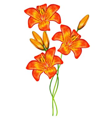 Çiçek zambağı beyaz arkaplanda izole edildi. 