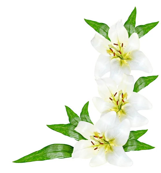 Flor lírio isolado no fundo branco. — Fotografia de Stock