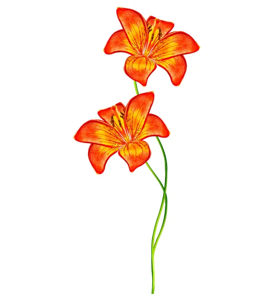 Flower lily isolated on white background. — Stock Photo, Image