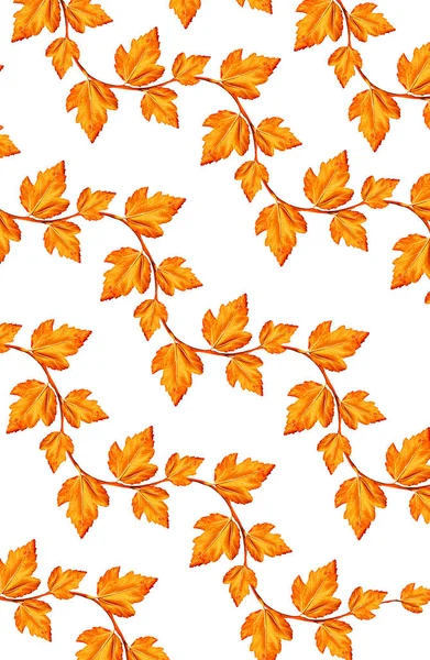 Laub isoliert auf weißem Hintergrund. Goldener Herbst — Stockfoto
