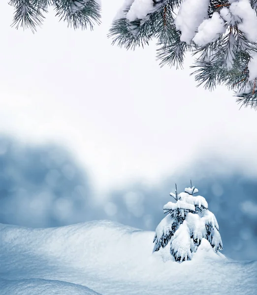 Bosque en la helada. Paisaje invernal. Árboles cubiertos de nieve — Foto de Stock