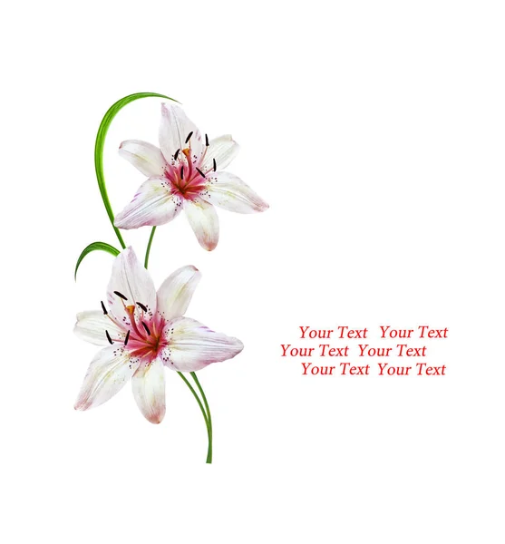 Lilia kwiatowa izolowana na białym tle. — Zdjęcie stockowe
