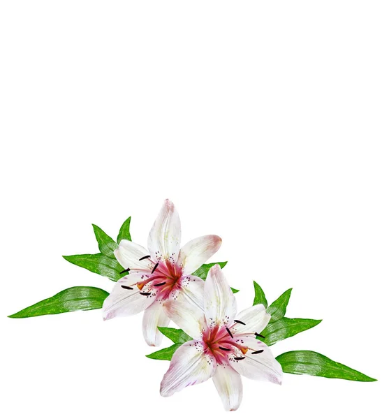 Blomma lilja isolerad på vit bakgrund. — Stockfoto