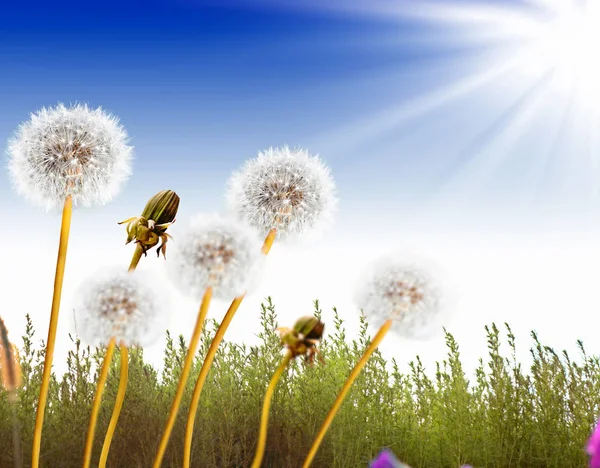 Fluffy dandelion flower against the background of the summer lan — Stock Photo, Image