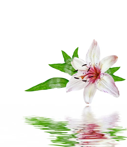 Flower lily isolated on white background. — Stock Photo, Image