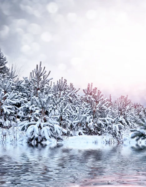 Skog i frosten. Vinterlandskap. Snötäckta träd. — Stockfoto