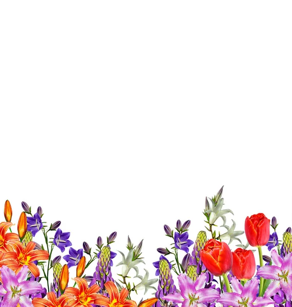 Cloches de fleurs isolées sur fond blanc — Photo