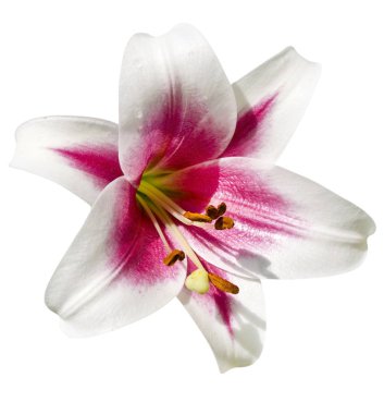 Çiçek zambağı beyaz arkaplanda izole edildi. 