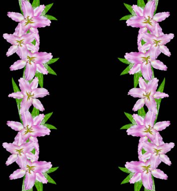 Çiçek zambağı beyaz arkaplanda izole edildi. 