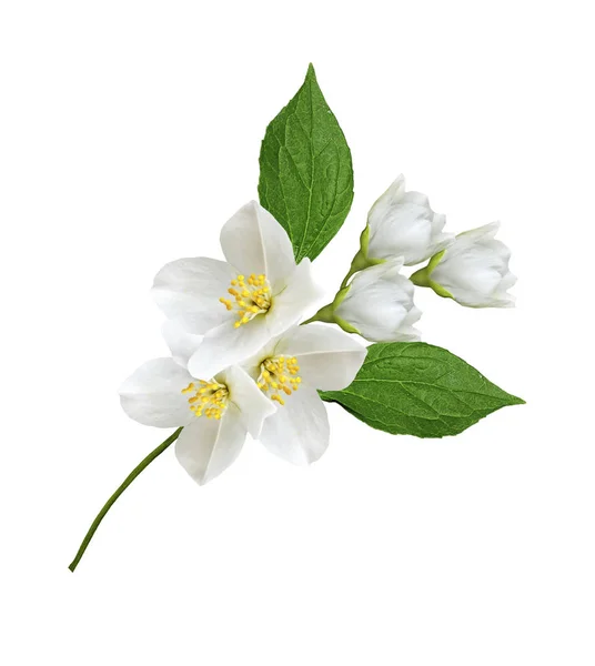 Гілка квітів жасмину ізольована на білому тлі — стокове фото