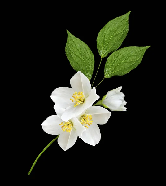 Branche de fleurs de jasmin isolées sur fond blanc — Photo