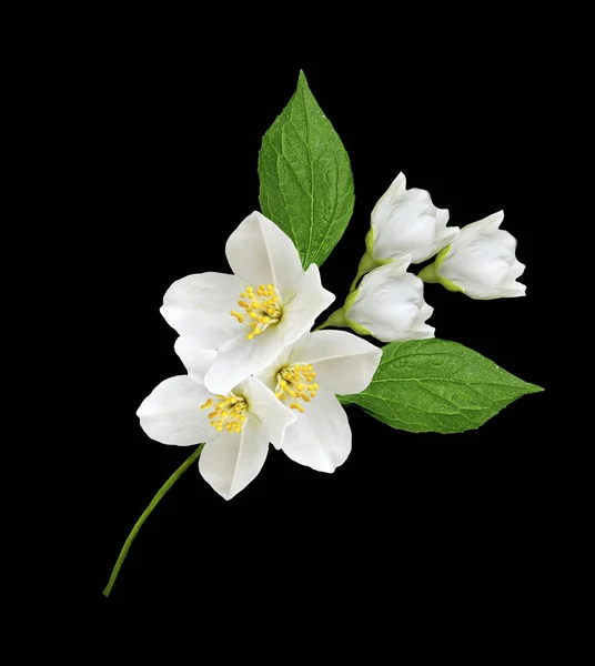 Branch of jasmine flowers isolated on white background — Stock Photo, Image