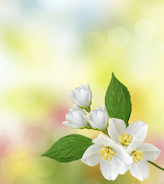 Λευκό γιασεμί. Το κλαδί λεπτά ανοιξιάτικα λουλούδια — Φωτογραφία Αρχείου