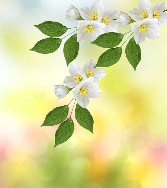 Weißer Jasmin. Der Zweig zarte Frühlingsblumen — Stockfoto