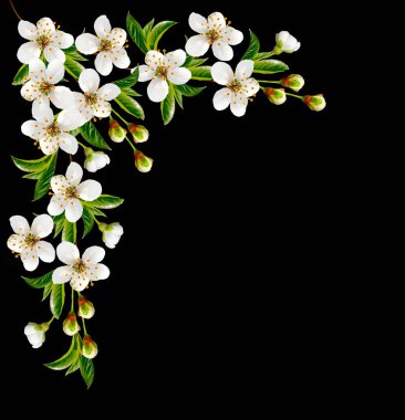 Beyaz arka plan üzerinde izole kiraz meyve çiçek açması dal