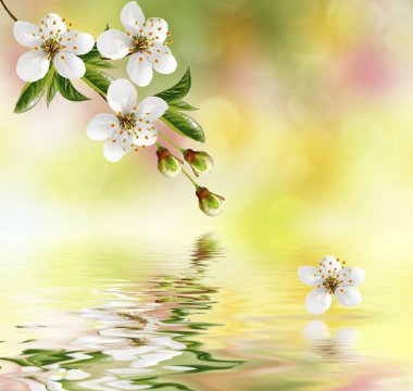 Çiçek açan kiraz dalı. Parlak renkli bahar çiçekleri