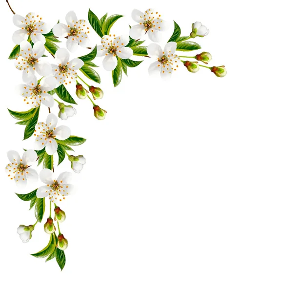 Blühender Zweig von Kirschfrüchten isoliert auf weißem Hintergrund — Stockfoto