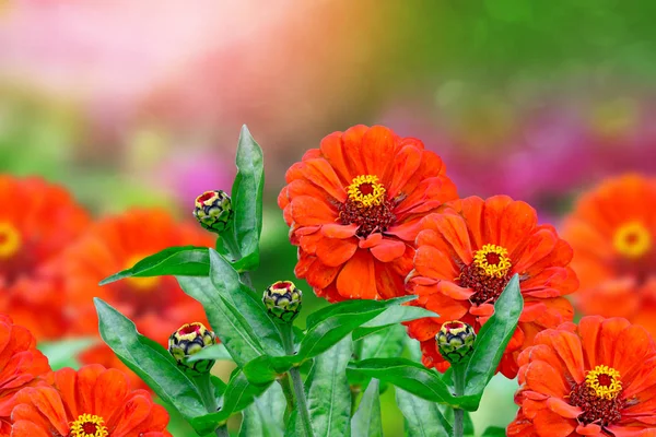 Ζίννια πολύχρωμα λουλούδια με φόντο το φθινοπωρινό τοπίο — Φωτογραφία Αρχείου
