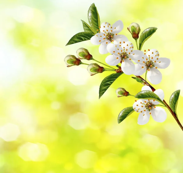 Bloeiend tak kers. Heldere kleurrijke lentebloemen — Stockfoto