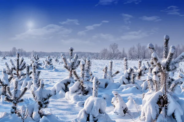 Bosque en la helada. Paisaje invernal. Árboles cubiertos de nieve. —  Fotos de Stock