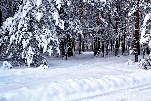 霜の中の森。冬の風景。雪に覆われた木. — ストック写真