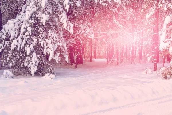 Forêt dans le gel. Paysage hivernal. Arbres couverts de neige. — Photo