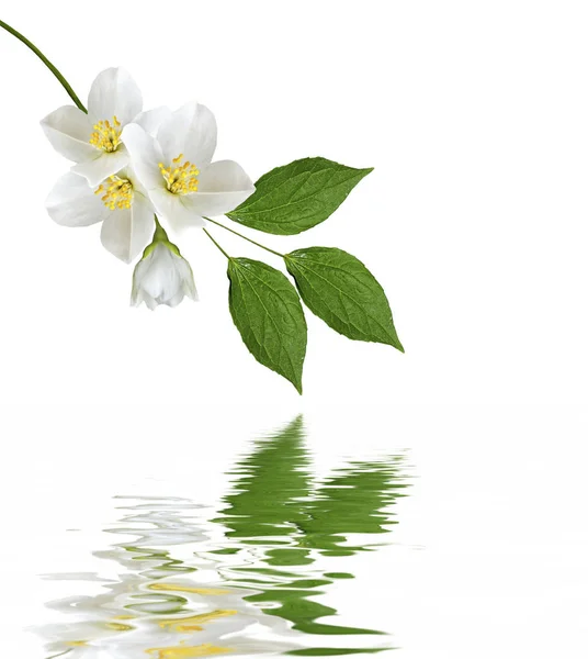 Yasemin çiçekleri beyaz zemin üzerine izole Şubesi재 스민 꽃 흰색 배경에 고립의 지점 — 스톡 사진