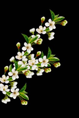 Siyah bir arka plan üzerinde izole elma dalı çiçeklenme. Bahar