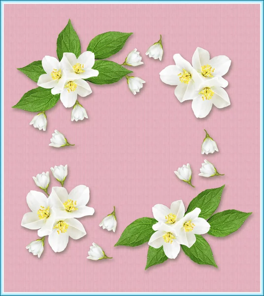 Branch of jasmine flowers isolated on pink background — Stock Photo, Image