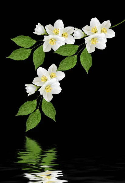 Zweig der Jasminblüten isoliert auf weißem Hintergrund — Stockfoto