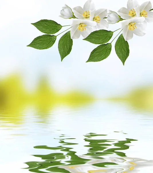 Jazmín blanco. La rama delicadas flores de primavera — Foto de Stock