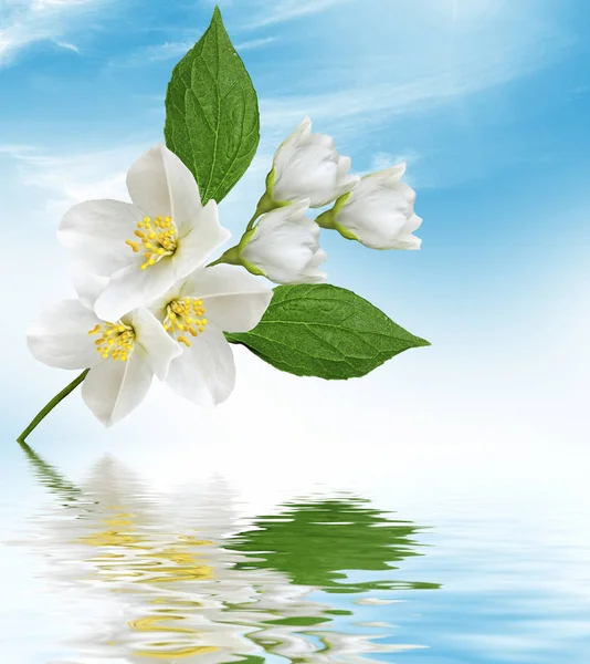 Biały jaśmin. Gałąź delikatne wiosenne kwiaty — Zdjęcie stockowe