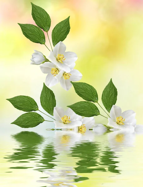 Witte jasmijn. De tak delicate lente bloemen — Stockfoto