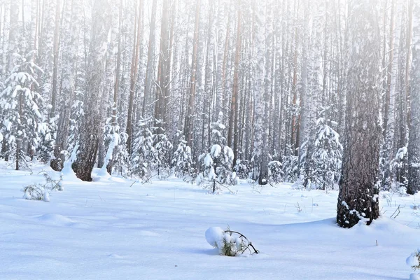 Floresta na geada. Paisagem de inverno. Neve árvores cobertas. — Fotografia de Stock