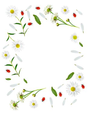 Beyaz arka plan üzerinde izole papatyalar yaz çiçek