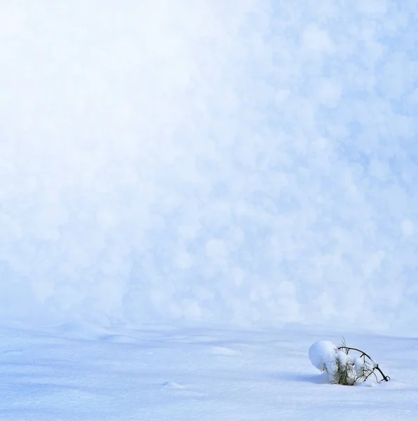 Forêt dans le gel. Paysage hivernal. Arbres couverts de neige. — Photo