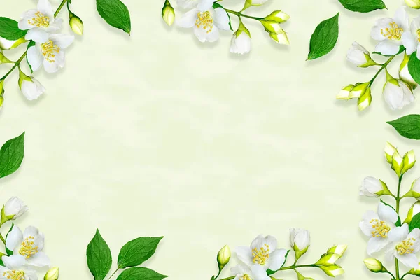Ramita de flores de jazmín blanco brillante. Composición primavera . — Foto de Stock