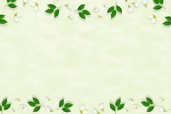 Twig bright white jasmine flowers. Spring composition. — Stock Photo, Image